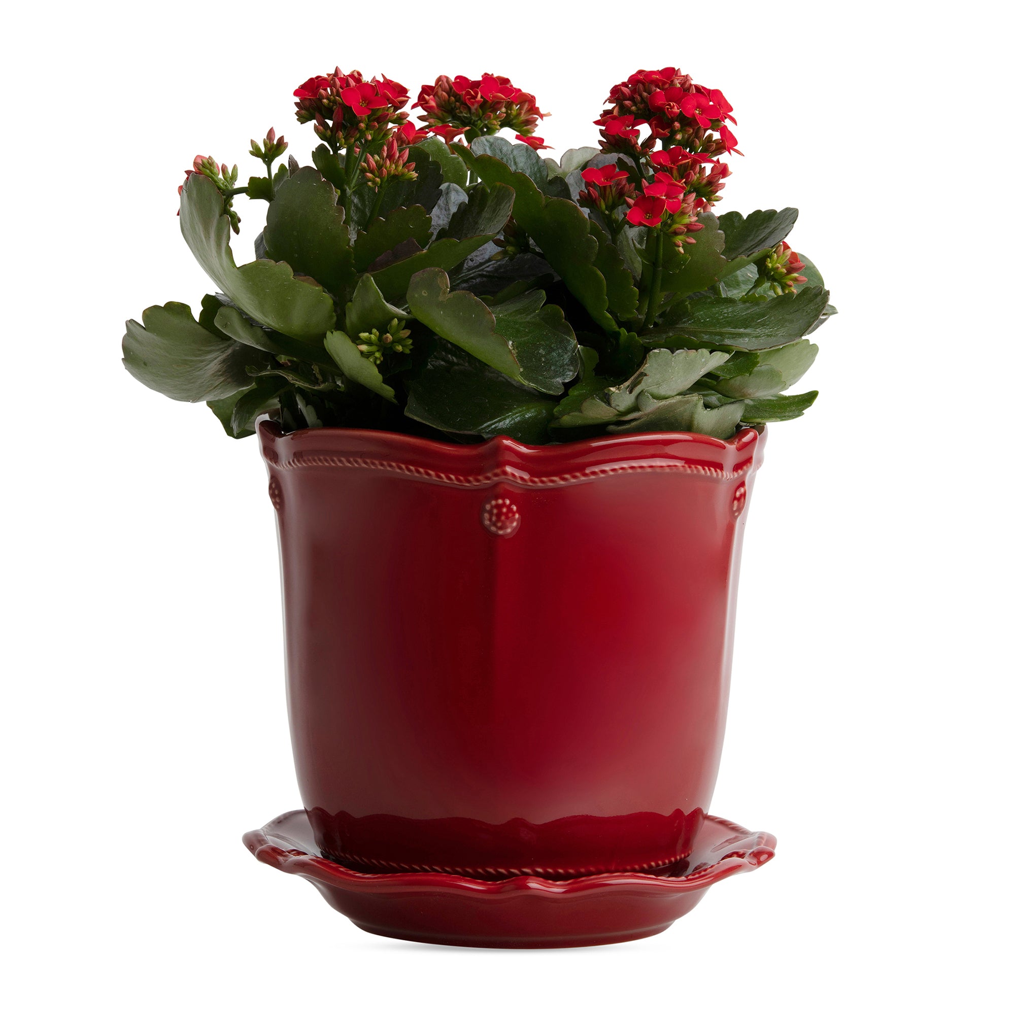 Berry & Thread 7" Planter - Ruby | 2nd