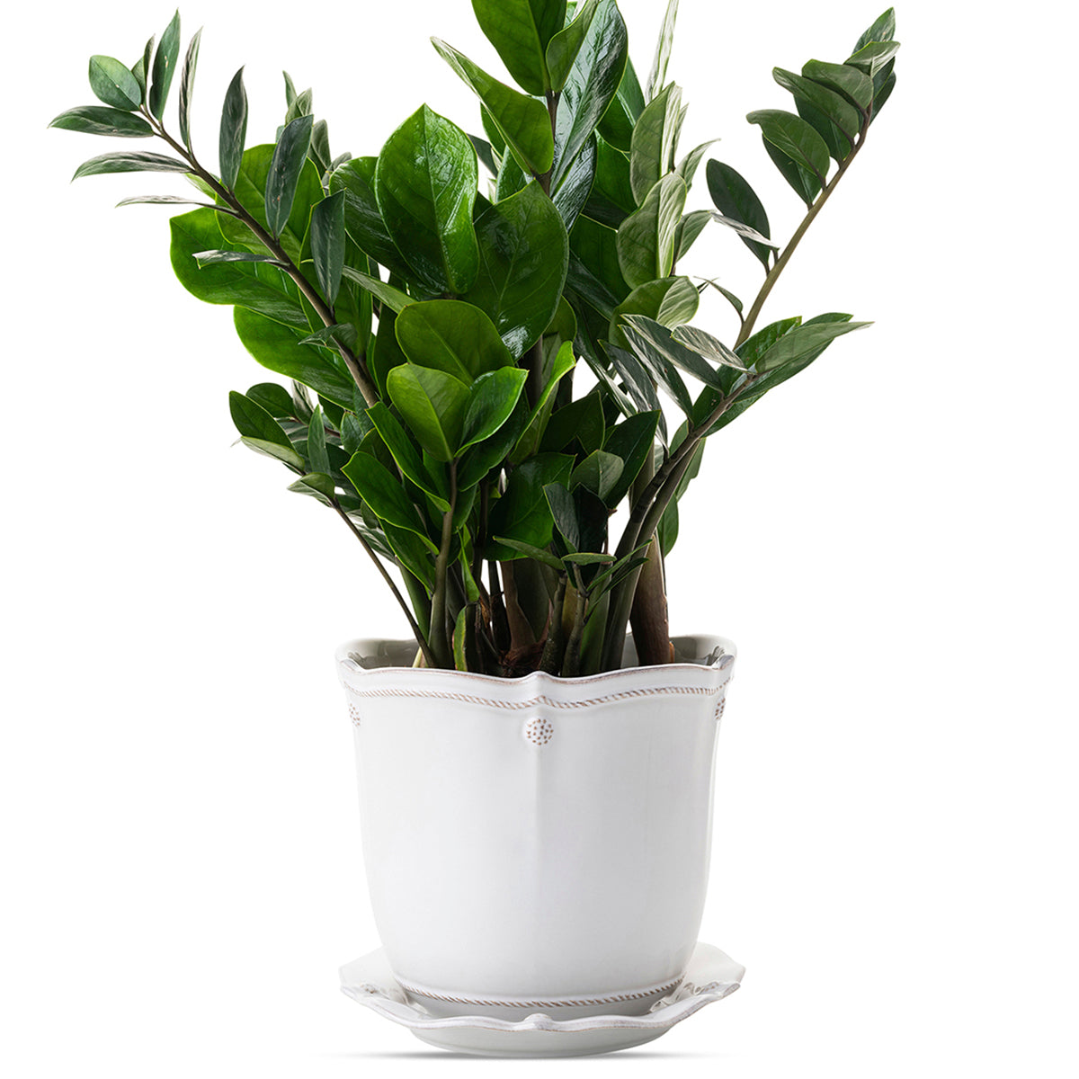 Berry & Thread 7" Planter - Whitewash | 2nd